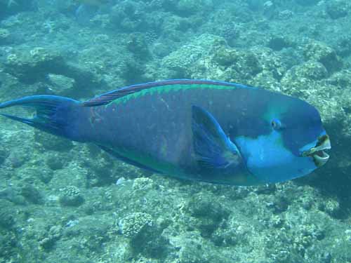 Bumphead Parrot fish