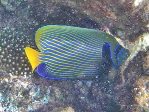 Emperor Anglefish