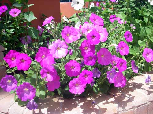 Petunias