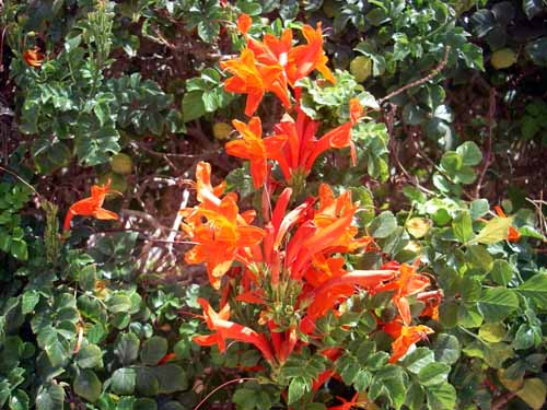 Fire red flowers