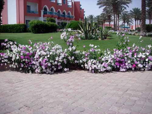 Colourful edging flowers - possibly Petunias