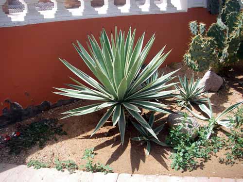 Green spiky plant