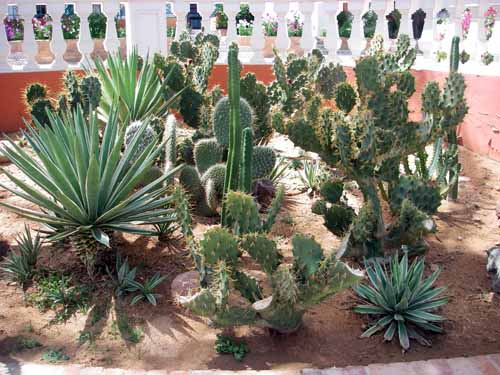 Various Cacti