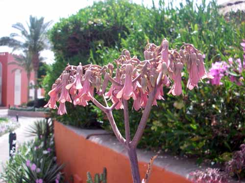 Pink Datura