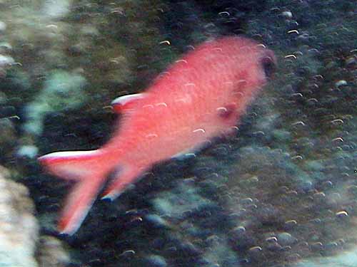 Humpback red snapper