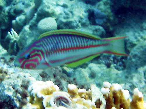 Klunzingers Wrasse ( Thalassoma klunzingeri )