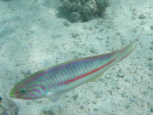 Klunzingers Wrasse