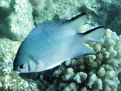 Pale Damselfish ( Amblyglyphidodon indicus )