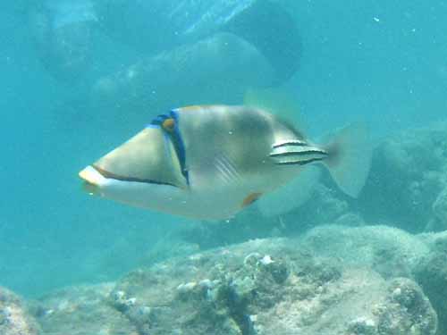 Picassa Trigger fish