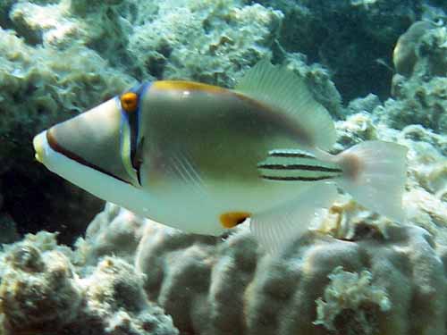 Picasso Triggerfish