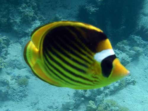 Red Sea Raccoon Butterflyfish