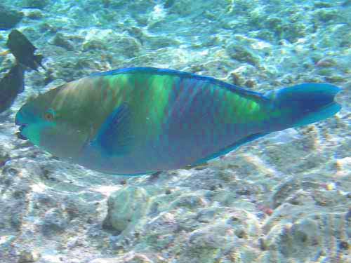 Rusty Parrotfish