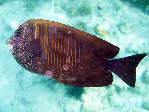 Red Sea Desjardin Sailfin tang fish ( Zebrasoma desjardinii )