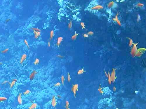 Scalefin Anthias