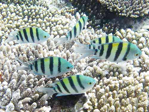 Sergeant Major Clownfish