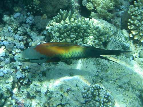 Slingjaw Wrasse