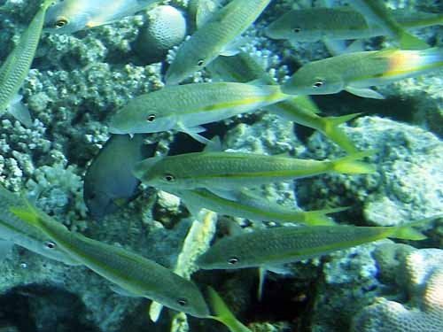 Snapper fish