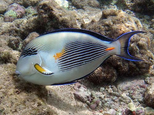 Arabian surgeonfish, Synonyms: sohal tang, sohal surgeonfish (Acanthurus sohal)