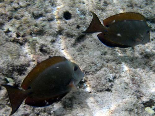 pot-Cheeked Surgeonfish aka Brown Surgeonfish