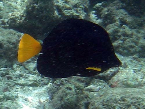 Purple Tang