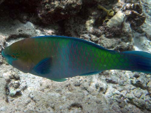 Parrotfish