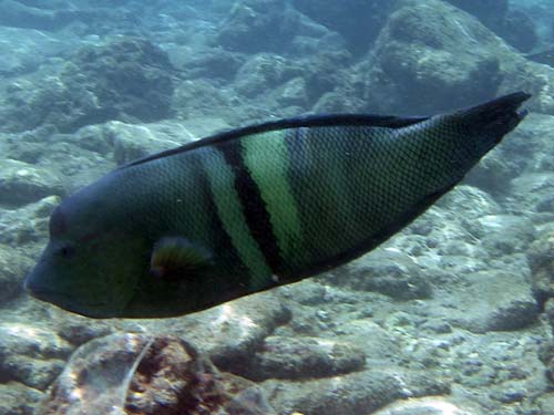 Clown Sand Wrasse Coris Aygula