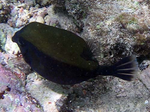 Black Boxfish (Ostracion meleagris)