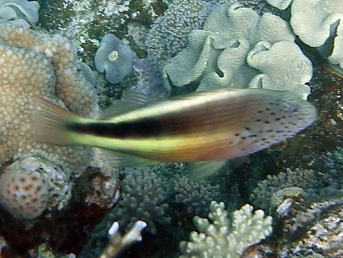 Any idea of the name of this red sea fish