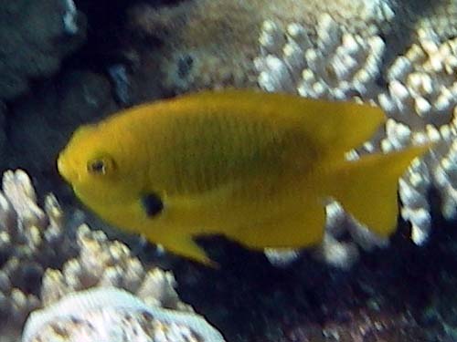 Sulphur Damselfish ( Pomacentrus sulfureus ) fish