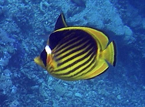 Red Sea Raccoon Butterflyfish