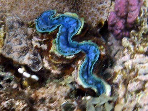 Giant Clam -Tridacna maxima)