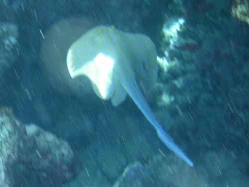 Spotted Reef Stingray