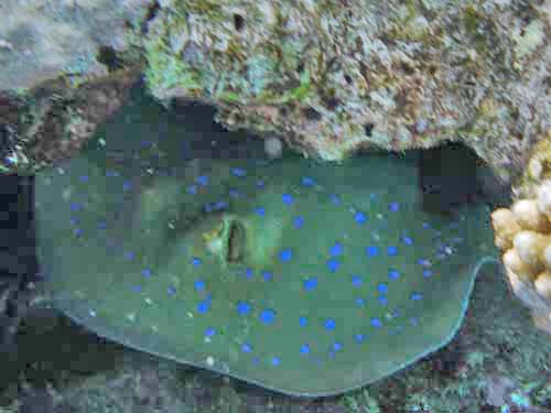 Spotted Reef Stingray