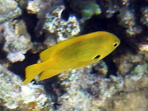 Sulphur Damselfish ( Pomacentrus sulfureus )