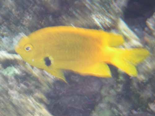 Sulphur Damselfish