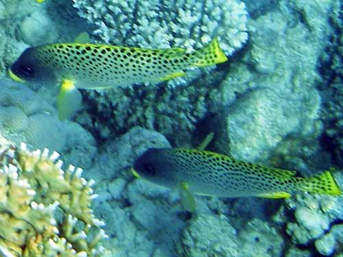 Sweetlips Haemulidae (Plectorhynchinus gaterinus)