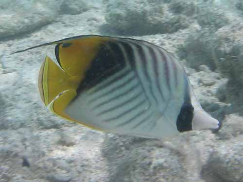 Threadfin Butterfly fish