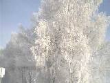 Frost on the trees in the valley near the Kaprun