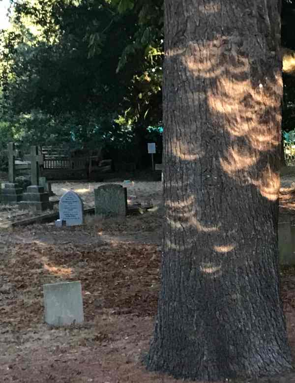 Solar eclipse 2026. Images on tree