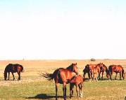 Horses on plain at Mata, 2km N of Hortobagy