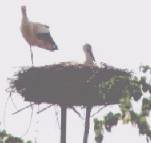 Stork nest on pole, poss Nadudvar