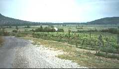 Les vignes hongroises, seulement secteur de raisin rouge est la péninsulaire le long du rivage du nord du lac Balaton