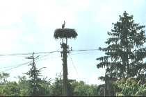 Stork nesting on stork grid mounted on electriciy utility pole
