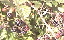 Blackberries eaten on French walking holiday