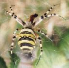 French spider number 295 with yellow and black stripes