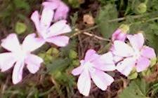 Pink flowers seen on French walking holiday