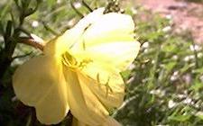 Yellow flowers 