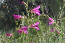 Wild Flowers