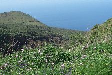 Wild flowers and sea views