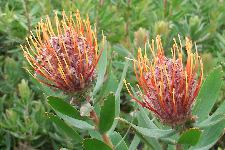 Proteas flower